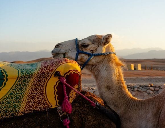 1 Day Adorable Agafay Desert Camp Tour from Marrakech