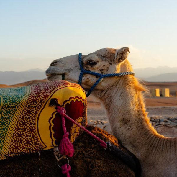 1 Day Agafay Desert Tour from Marrakesh: A Unique Adventure