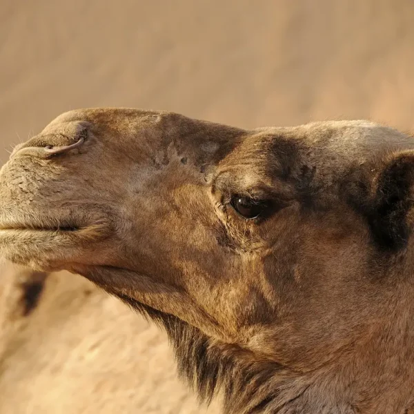 merzouga
