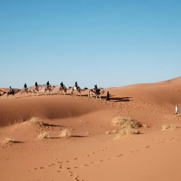 camel ride in erg chigaga