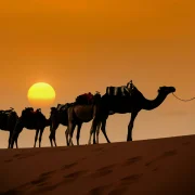 Camel caravan crossing Sahara dunes on Morocco Sahara desert tours from Marrakech