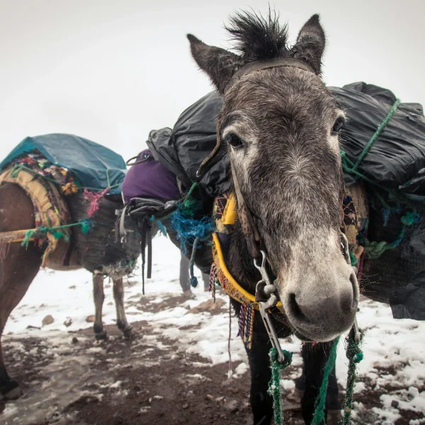 Daytrips from Marrakech