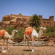 Best day trips from Marrakech showcasing Atlas Mountains and desert landscapes