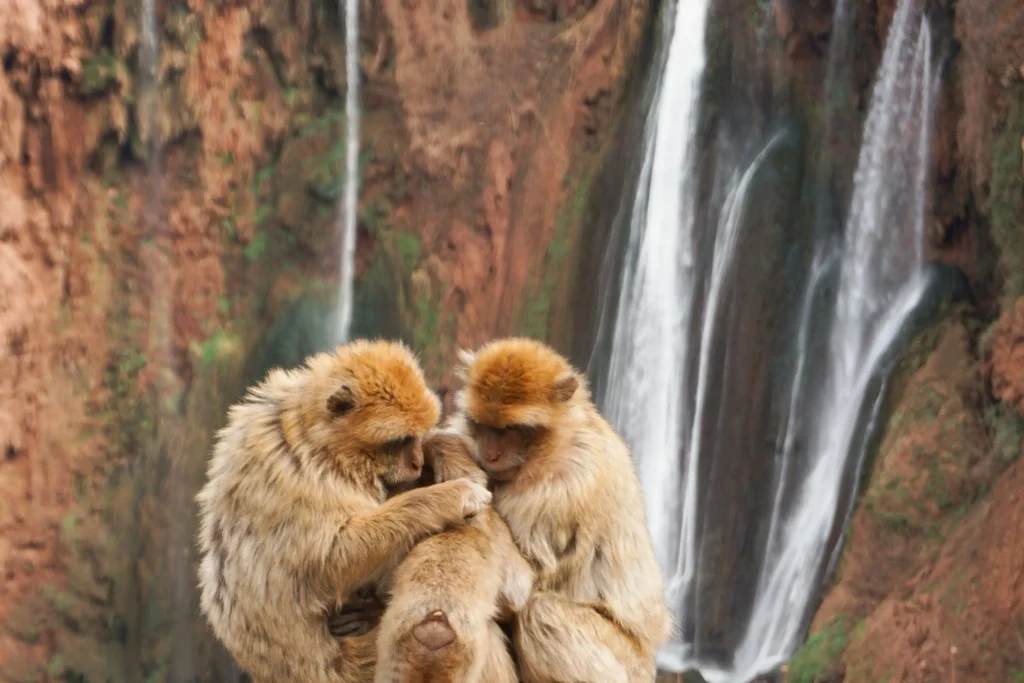 monkeys in the Atlas Maountains
